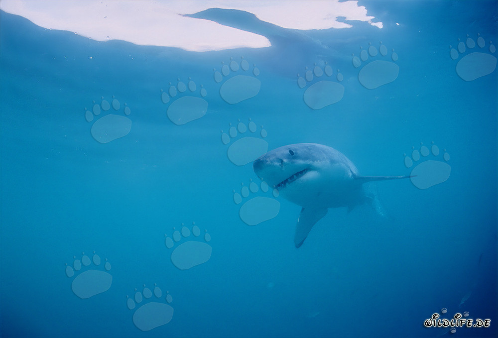 The Great White: Fascinating Hunter of the Seas