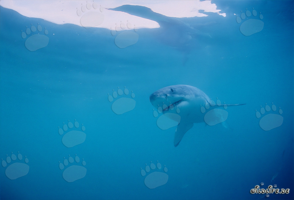 Der Große Weiße: Faszinierender Jäger der Meere