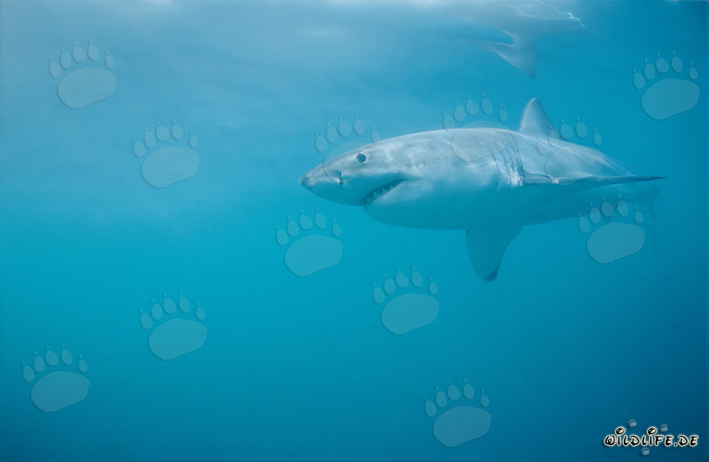 Impresionante Gran Tiburón Blanco frente a la costa sudafricana
