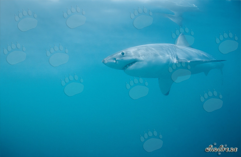 Grand requin blanc impressionnant au large de la côte sud-africaine