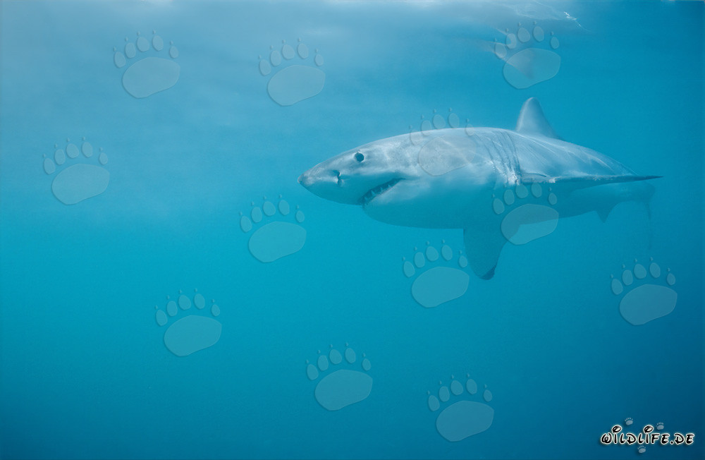 Impressive Great White Shark off the South African Coast
