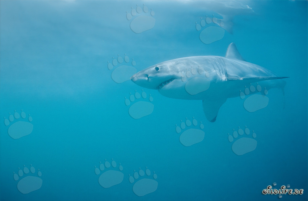 Imponente Squalo Bianco davanti alla costa sudafricana