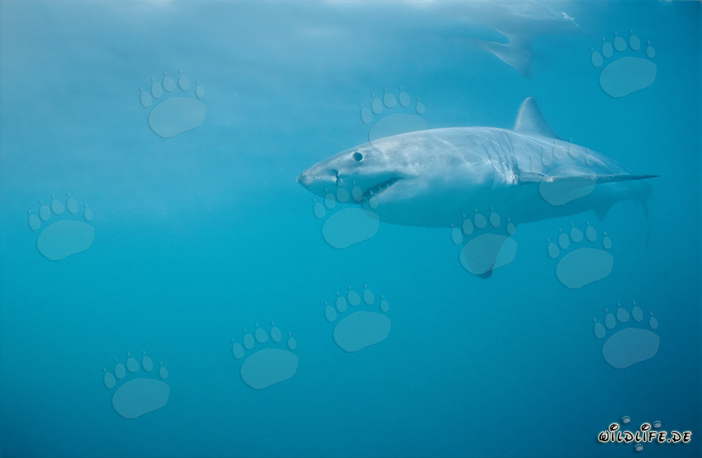Imposanter Weißer Hai vor der südafrikanischen Küste