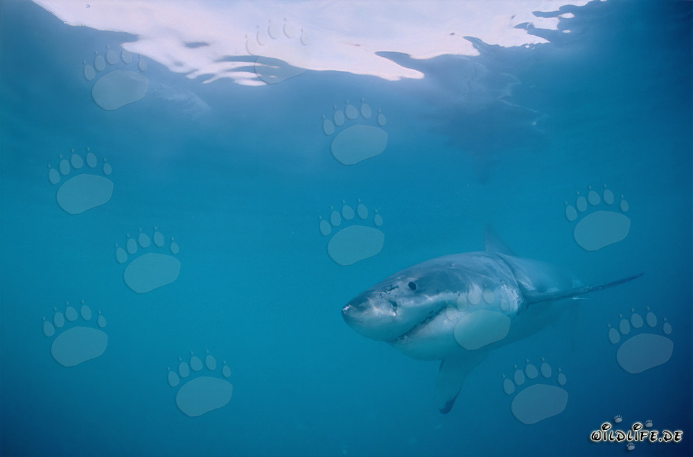 Affascinante giovane Squalo Bianco al largo della costa di Gansbaai