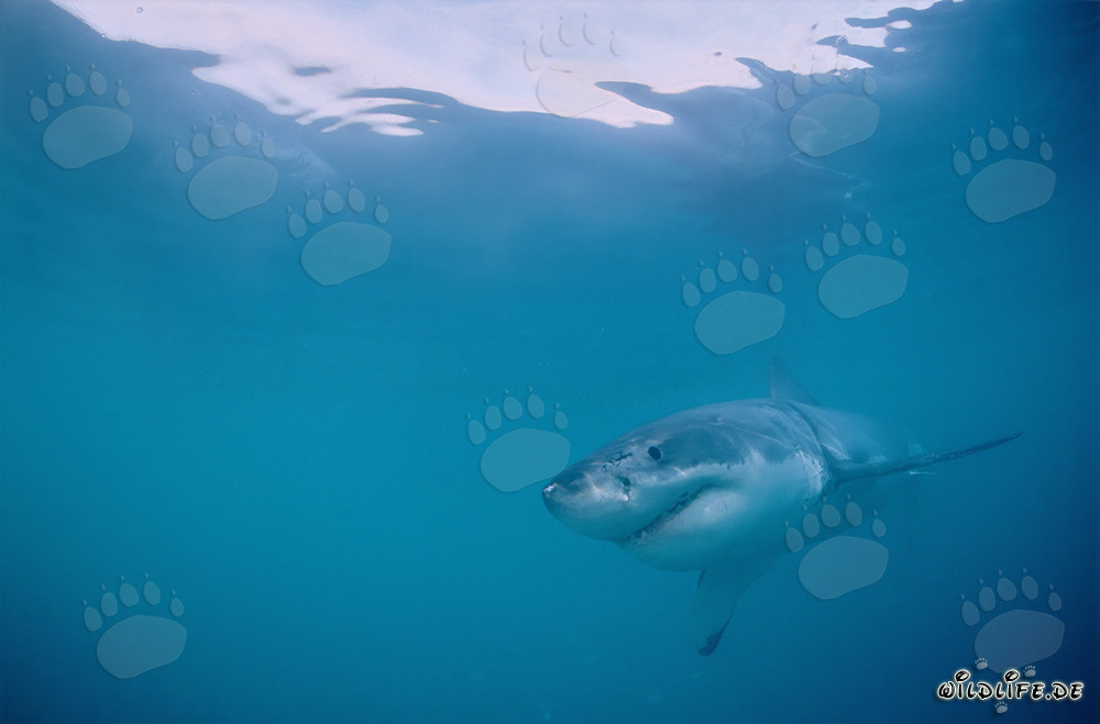 Jeune Grand Requin Blanc fascinant au large de Gansbaai