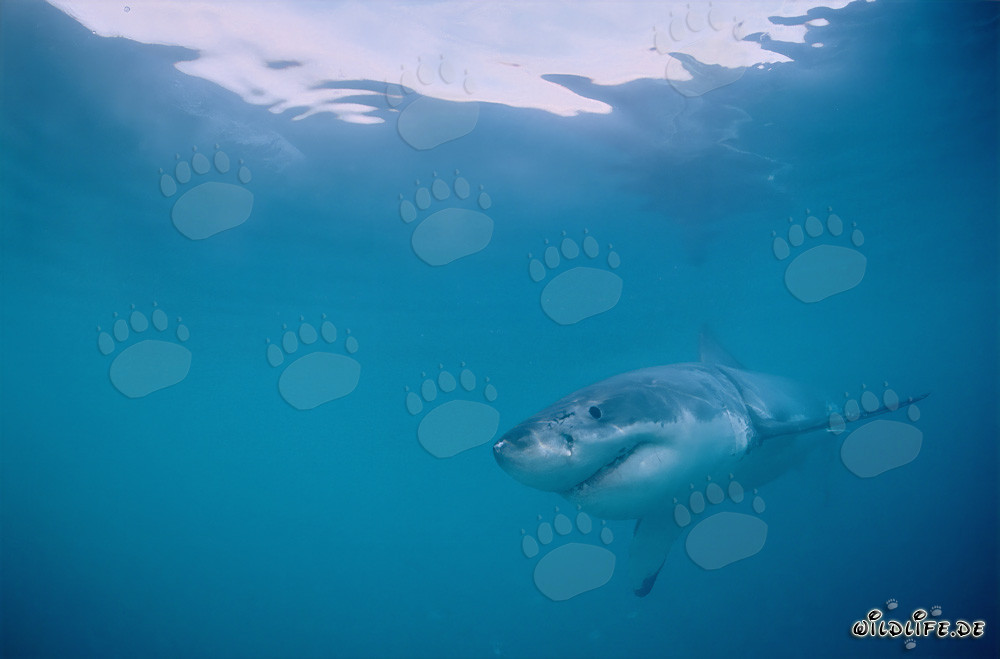 Fascinante joven Tiburón Blanco frente a la costa de Gansbaai