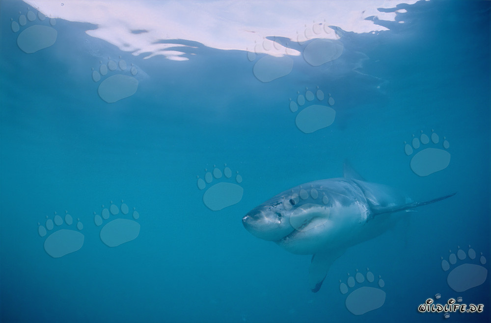 Fascinating Young Great White Shark off the coast of Gansbaai