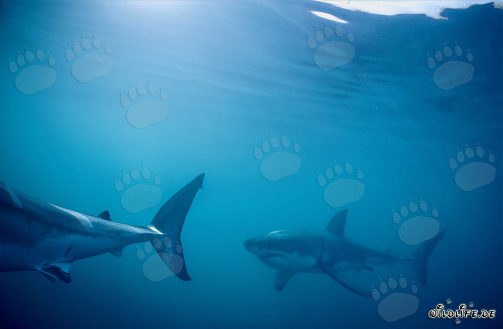 Great White Sharks on Patrol