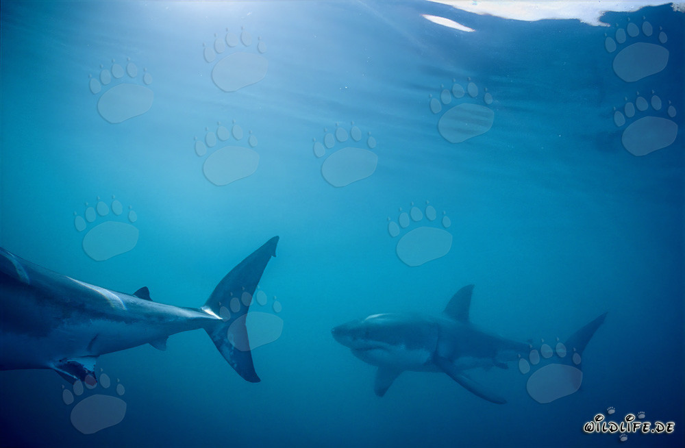 Requins blancs en patrouille