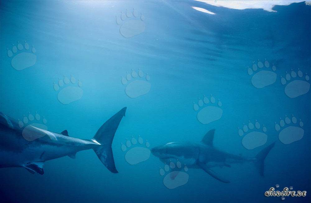 Squali bianchi in pattuglia