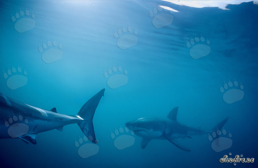 Tiburones blancos de patrulla