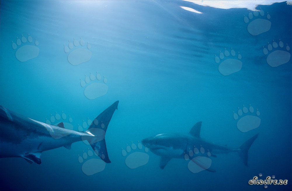 Weiße Haie auf Patrouille