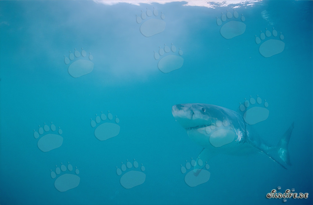 Grand requin blanc fascinant devant Geyser Rock, Western Cape