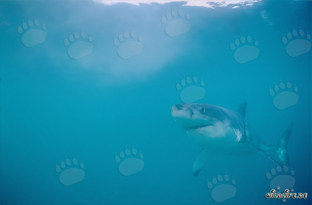 Fascinating Great White Shark at Geyser Rock, Western Cape