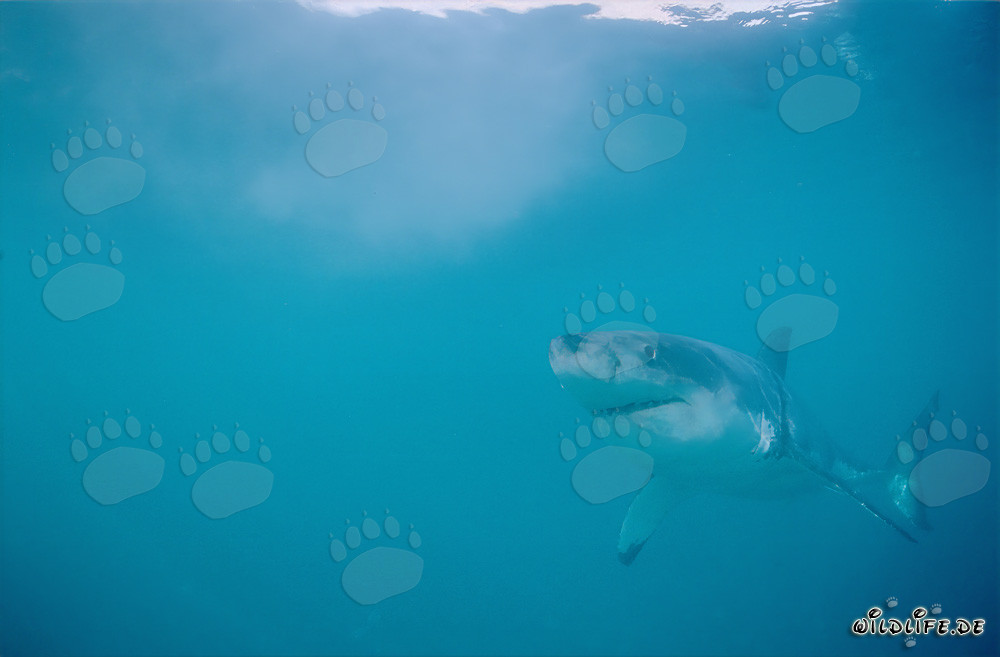 Fascinante tiburón blanco frente a Geyser Rock, Western Cape
