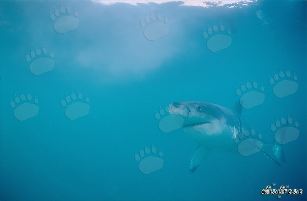 Faszinierender Weißer Hai vor Geyser Rock, Western Cape