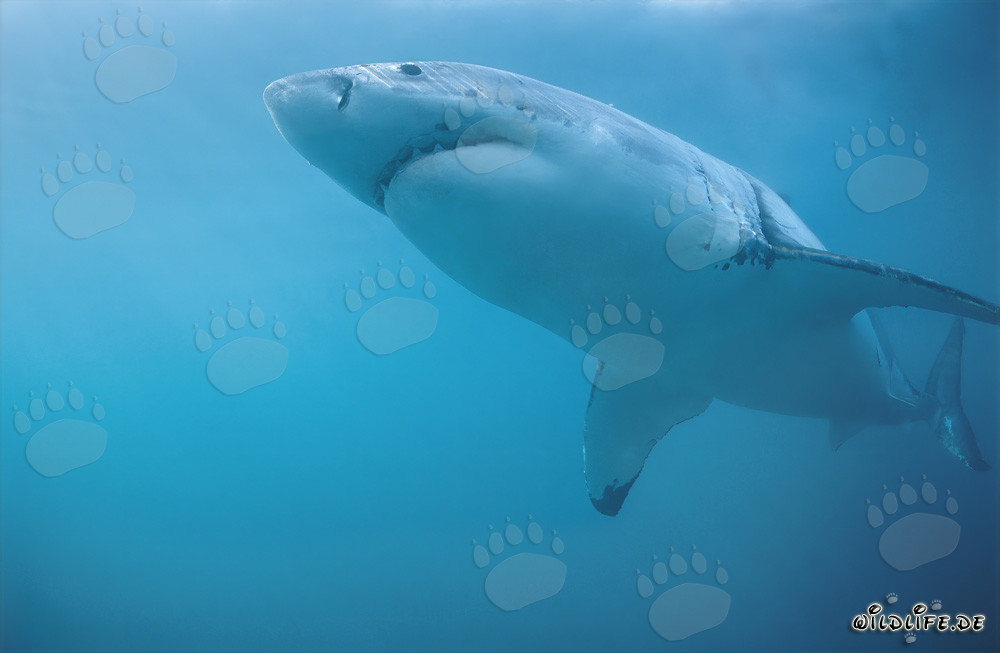 Gran tiburón blanco frente a la costa de Sudáfrica