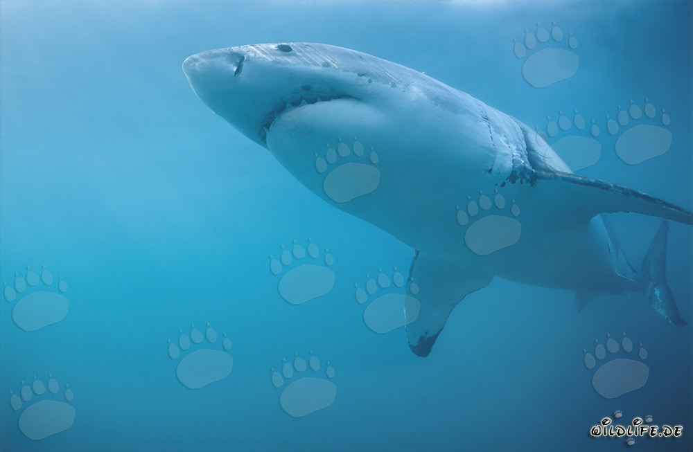 Grand requin blanc au large des côtes sud-africaines