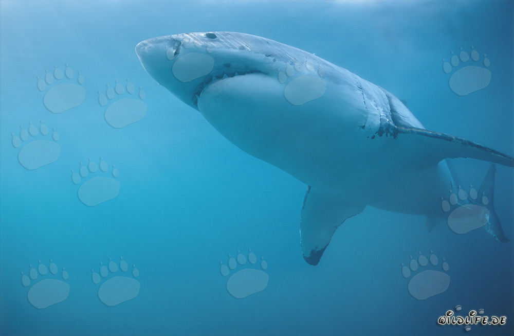 Grande squalo bianco al largo delle coste sudafricane