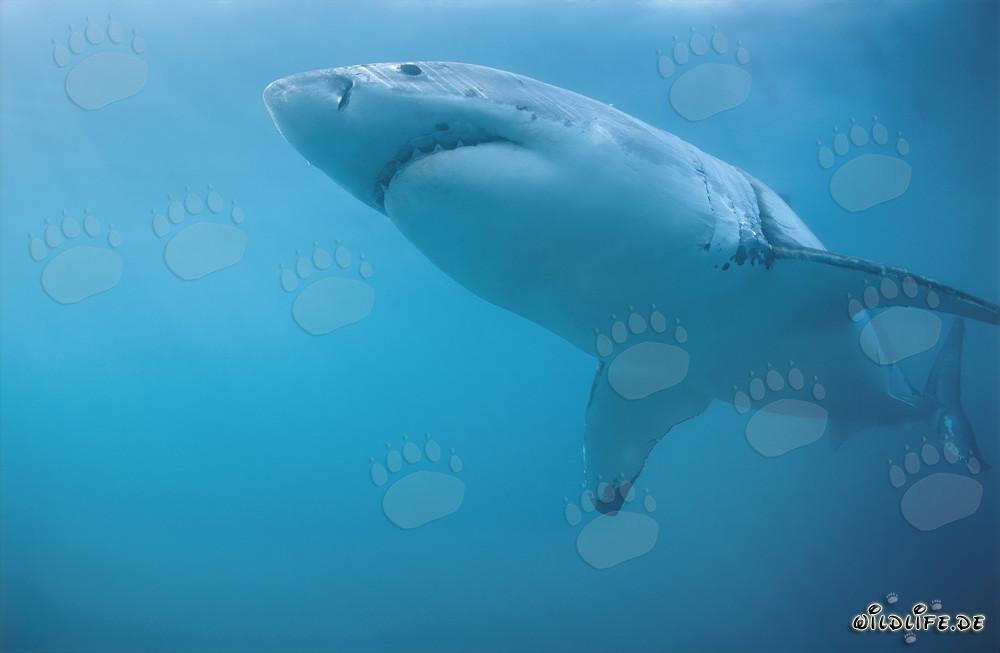 Great White Shark off the Coast of South Africa