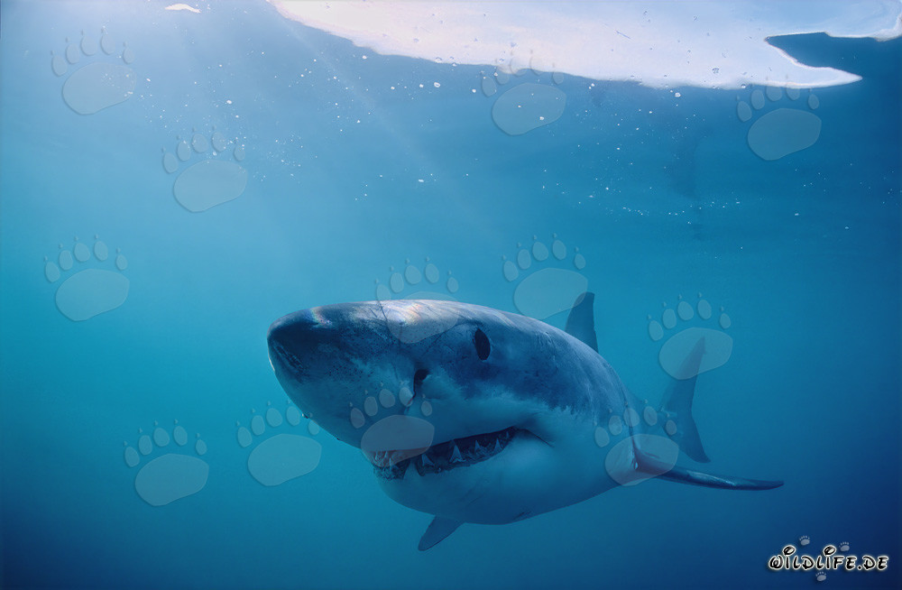 El monstruo sonriente de las profundidades marinas: El gran tiburón blanco