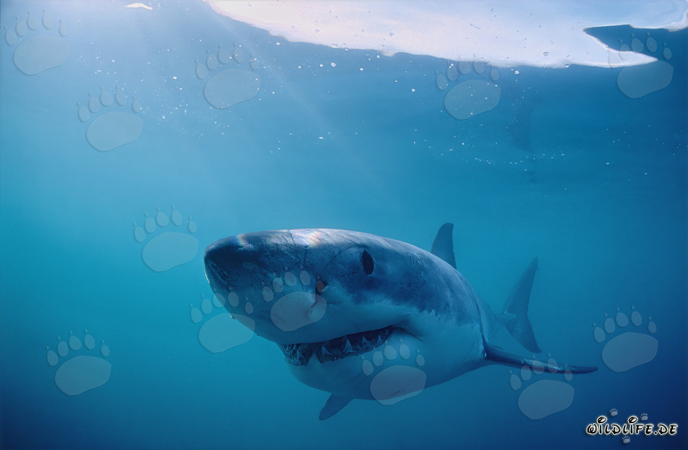 Le monstre souriant des profondeurs marines : Le grand requin blanc