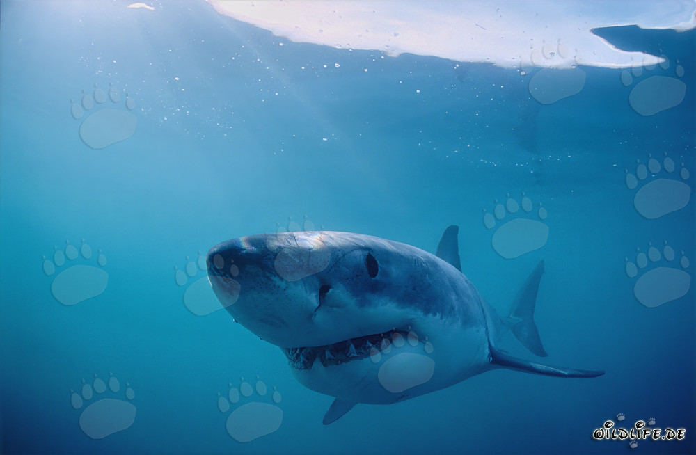 The smiling monster of the deep sea: The Great White Shark