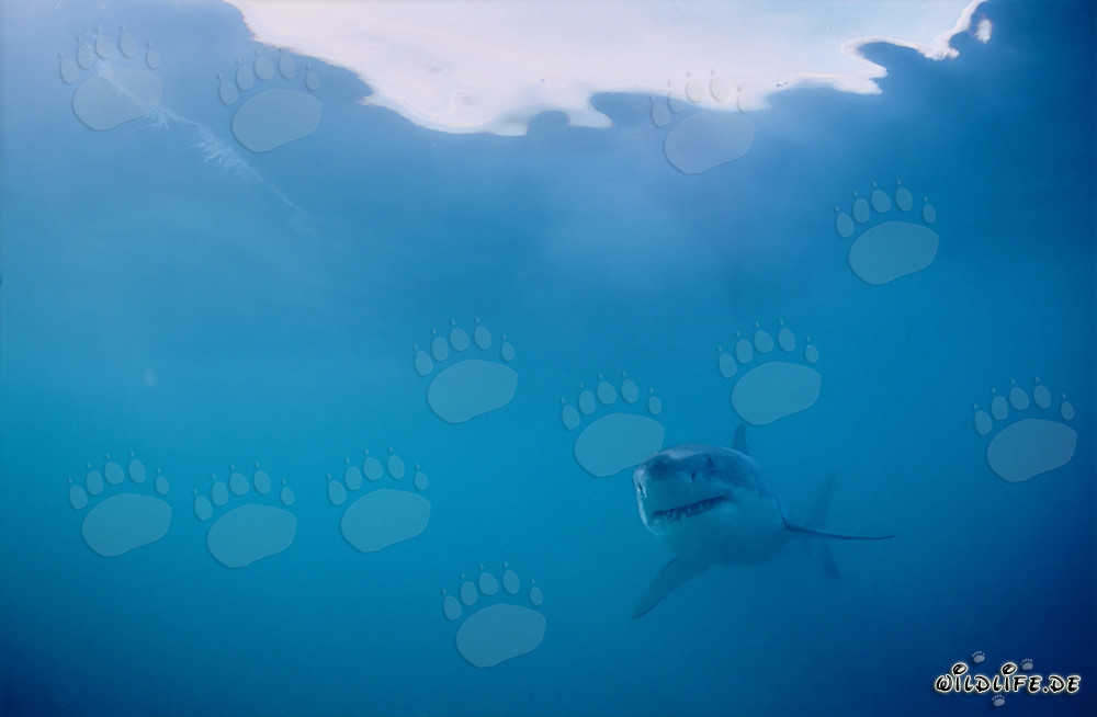 "Adorable" Baby Great White Shark near Gansbaai/Dyer Island