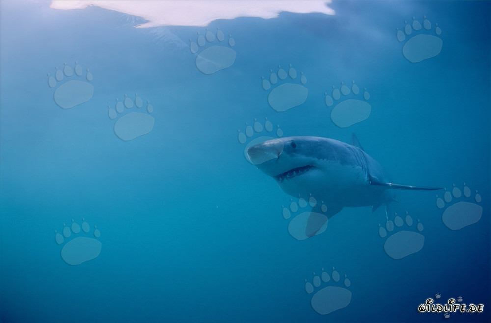 Le majestueux grand requin blanc dans son habitat naturel