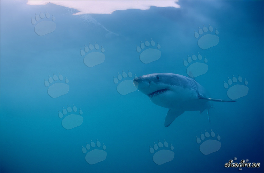 The Majestic Great White Shark in its Natural Habitat