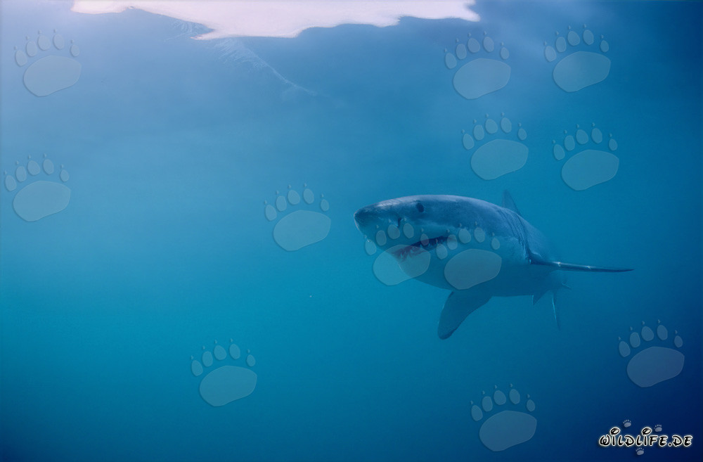 El majestuoso tiburón blanco en su hábitat natural