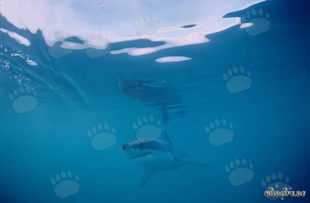 Jeune Requin Blanc près de Gansbaai