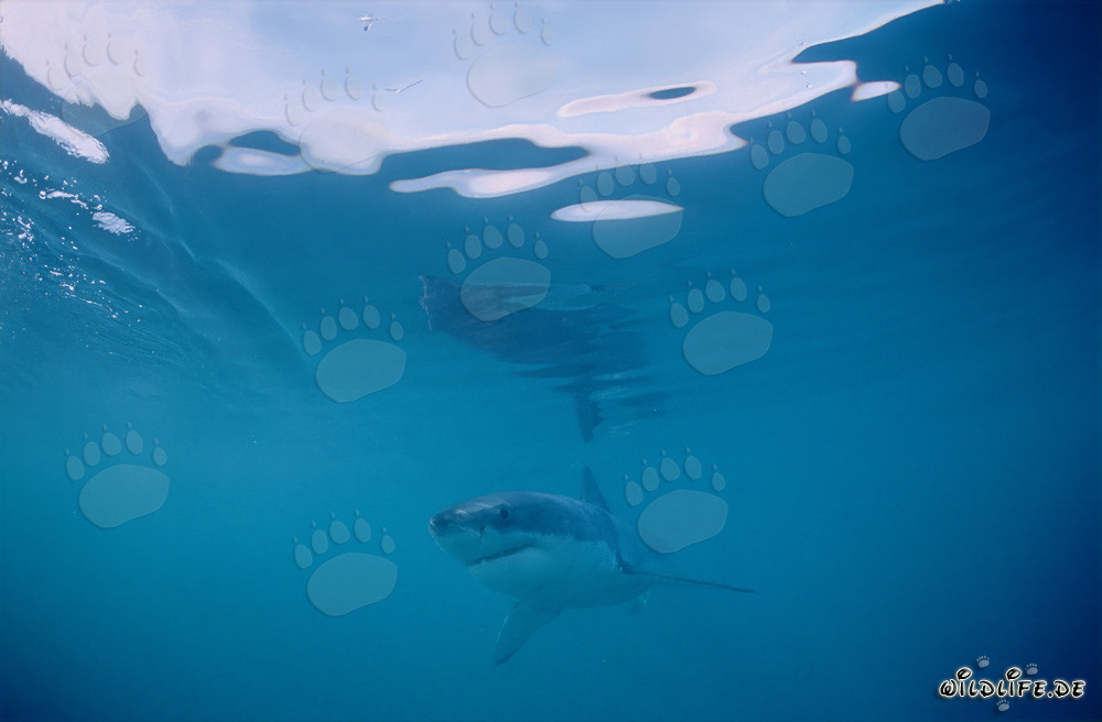 Piccolo Squalo Bianco vicino a Gansbaai