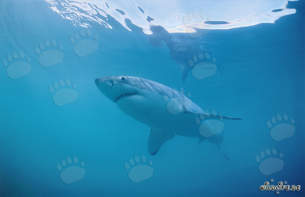 Fascinating Great White Shark off the Coast of South Africa