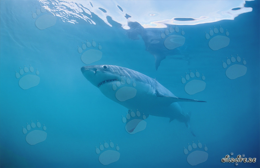 Requin blanc fascinant au large des côtes sud-africaines