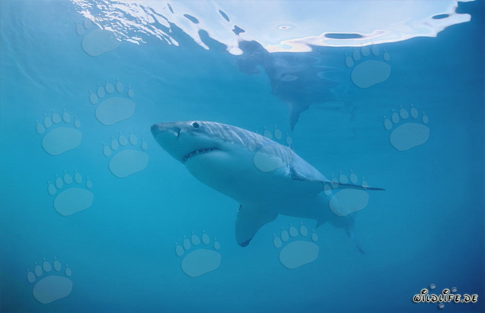 Fascinante tiburón blanco frente a la costa de Sudáfrica
