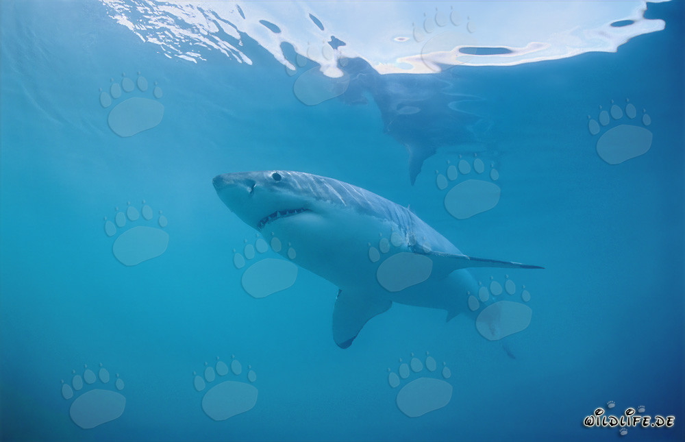 Faszinierender Weißer Hai vor der Küste Südafrikas