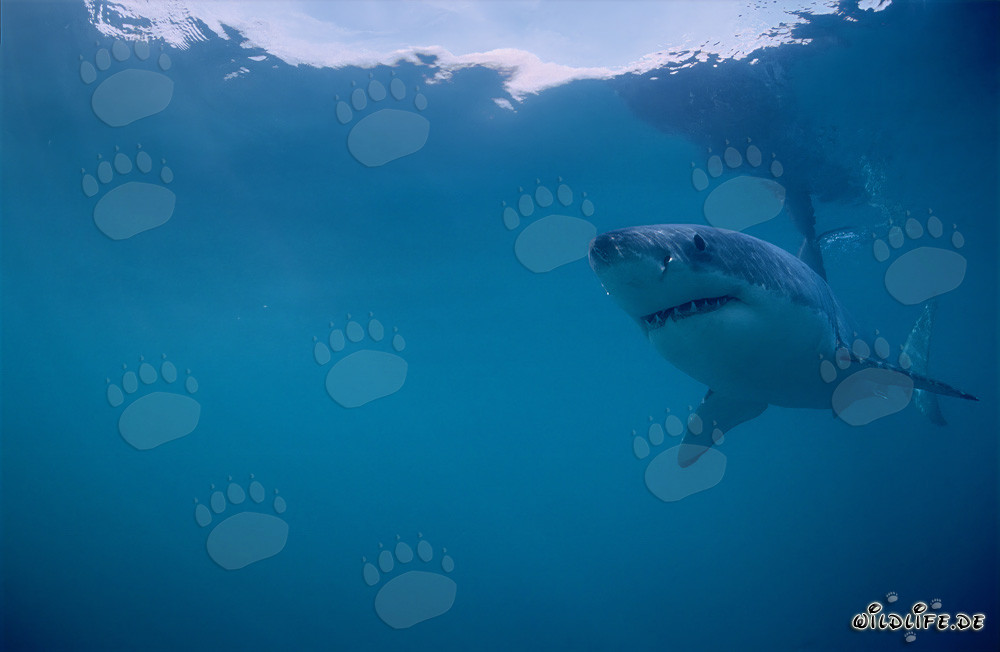 Gran tiburón blanco (Carcharodon carcharias) frente a la costa de Sudáfrica