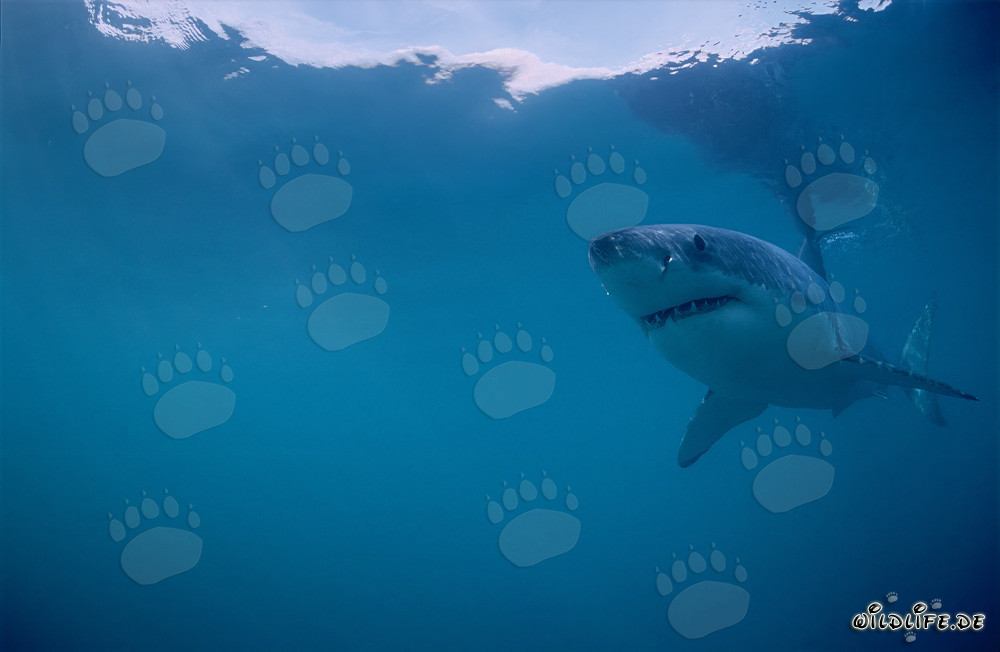 Grand requin blanc (Carcharodon carcharias) au large de la côte sud-africaine