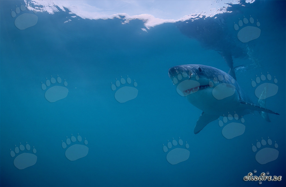 Grande squalo bianco (Carcharodon carcharias) al largo della costa sudafricana