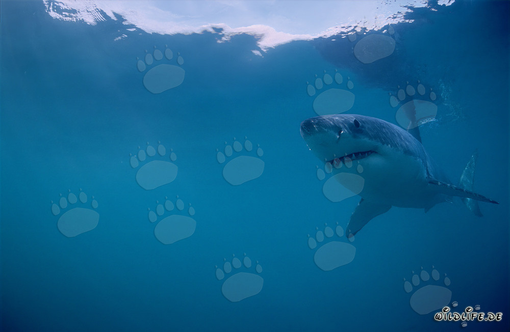 Great White Shark (Carcharodon carcharias) off the Coast of South Africa