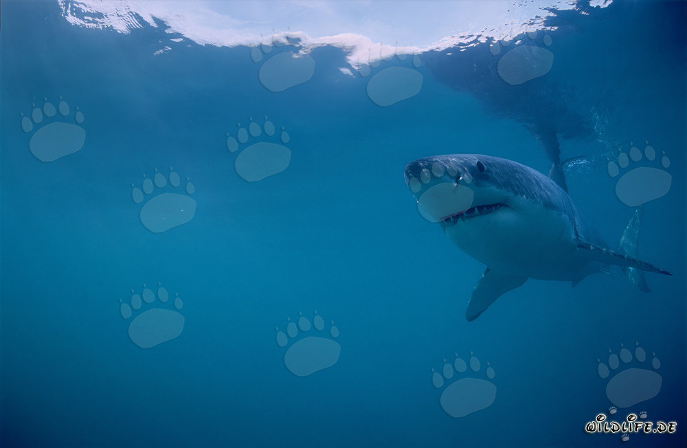 Großer Weißer Hai (Carcharodon carcharias) vor der Küste Südafrikas