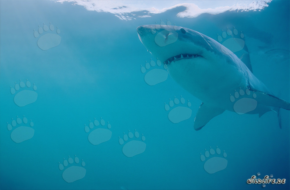 Le majestueux Grand Requin Blanc au large des côtes sud-africaines