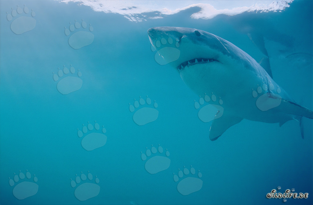 The majestic Great White Shark off the coast of South Africa