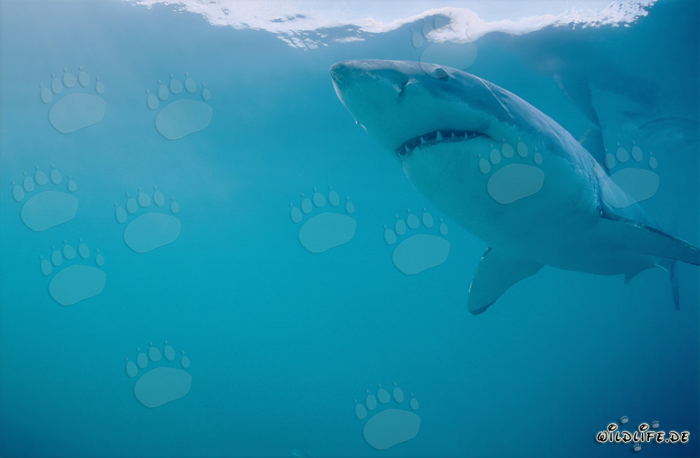 El majestuoso Tiburón Blanco frente a la costa de Sudáfrica