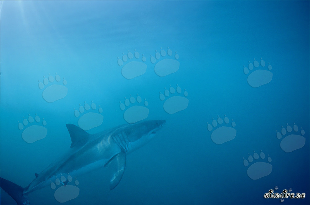 Fascinante depredador marino Gran Tiburón Blanco frente a la isla de Dyer, Sudáfrica
