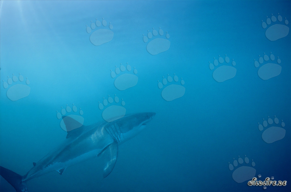 Fascinant prédateur des mers Grand Requin Blanc devant l'île de Dyer, Afrique du Sud