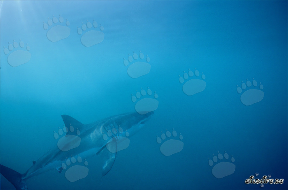 Affascinante predatore marino Grande Squalo Bianco di fronte all'isola di Dyer, Sudafrica