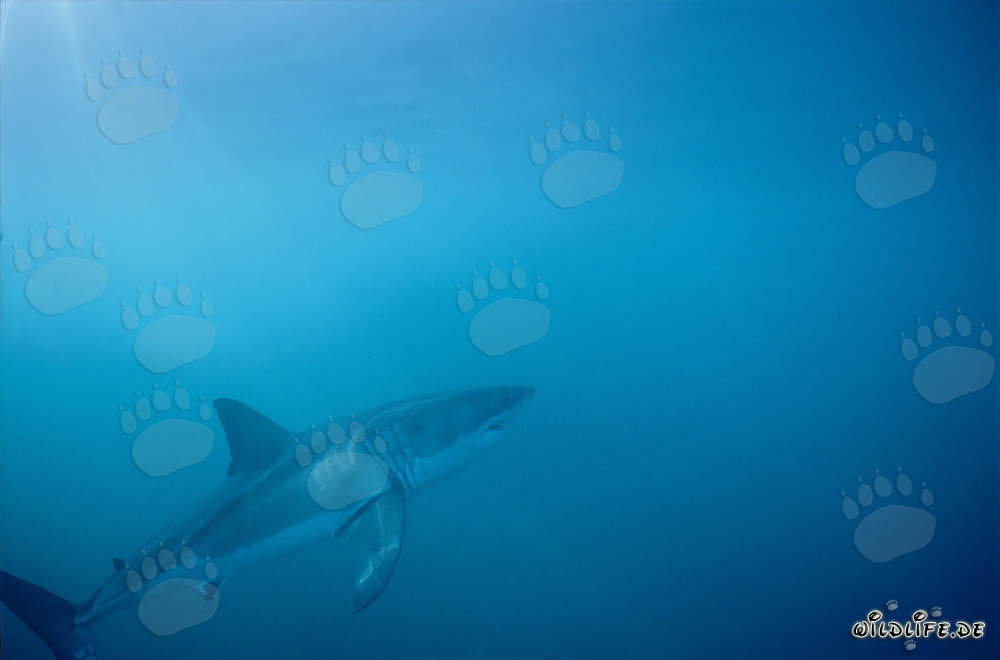 Fascinating Great White Shark near Dyer Island, South Africa