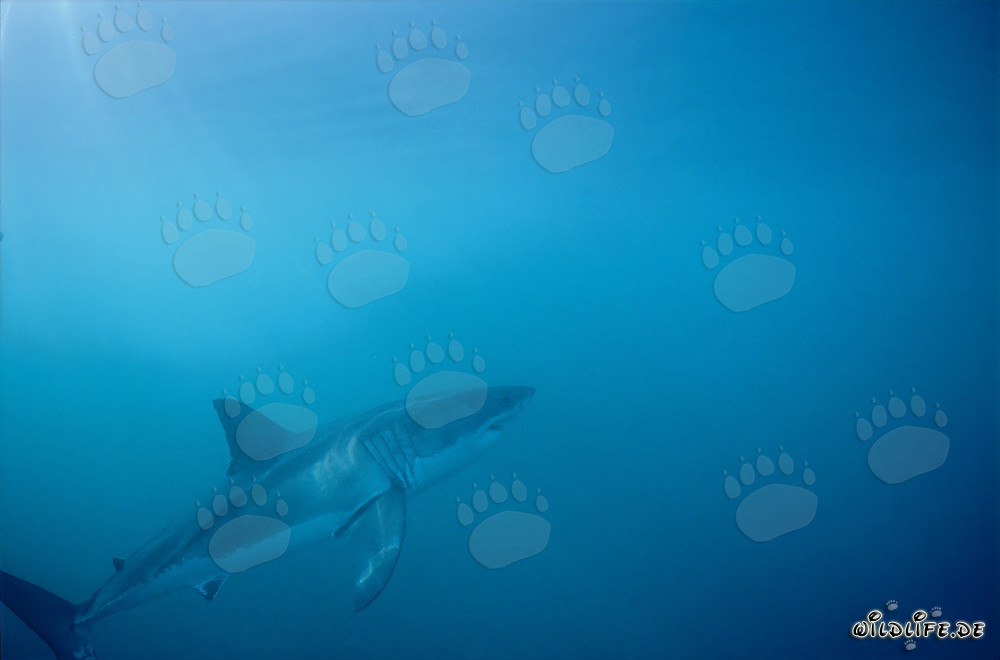 Faszinierender Topraeuber Weißer Hai vor Dyer Island, Südafrika